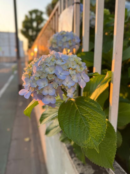 Hydrangeas illuminated by the evening sun in a residential backstreet of Itabashi Ward in Tokyo, Japan