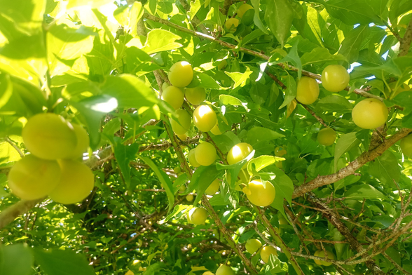 The photo of many unripe fruits on the leafy ume tree.

It seems to be a good harvest year, as there're hundreds of ume plums on each tree.