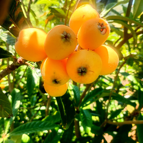 A cluster of ripe loquat fruits, each larger than a ping-pong ball, with a background of palm-sized leaves.