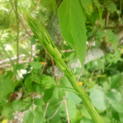 Pencil-sized shoot of 'Smilax riparia', looks like asparagus,  tastes like asparagus.