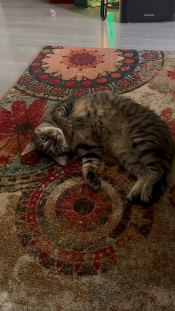 Short vid of cat on carpet on back in front of stereo speaker listening to thelonious monk