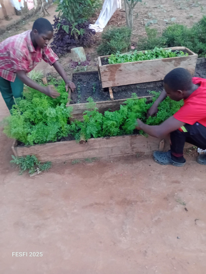 Weeding carrot plants