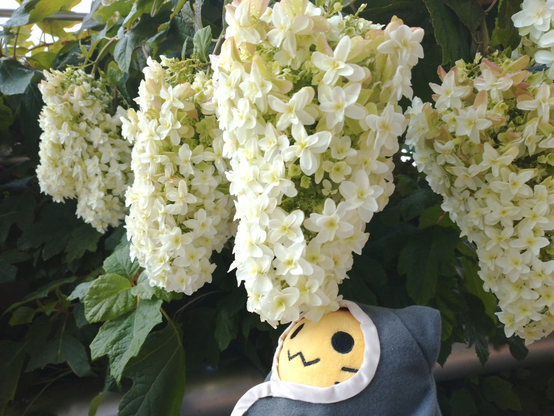 カシワバアジサイの花をぽよぽよ揺らすにゃんぷっぷー
