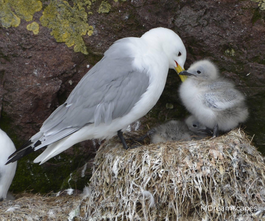 A mother seagull, her head and body brilliant white, her wings soft grey, feeds her fluffy white and grey chickon the rocky cliff of a Newfoundland island rookery.  A second chick peaks out from under them snug in nest of grass and feathers.