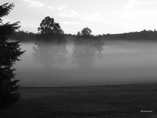 Black and white, a spruce tree is silhouetted on the left, low lying fog bank shrouds the field except for two large deciduous trees that stand out against the early morning sky and tree lined hills.