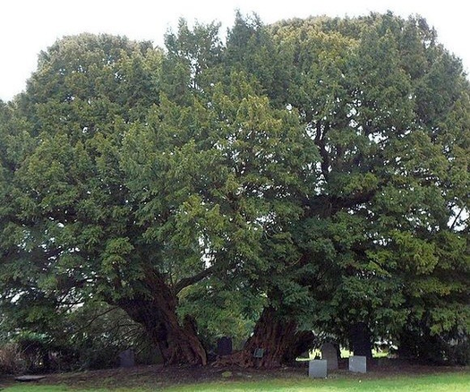 Photo of the ancient yew tree in the churchyard of the village of Llangernyw, Wales.