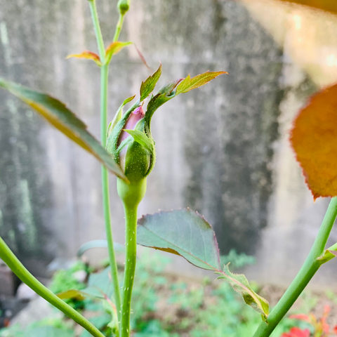 薔薇の大苗。品種はブルーナイル。蕾から薄紫色の花びらが見える。
