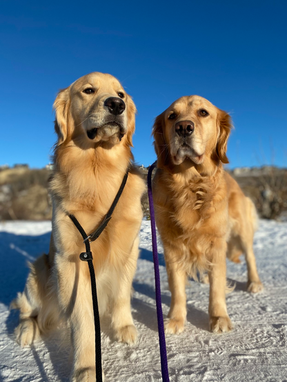 Two golden retrievers. 