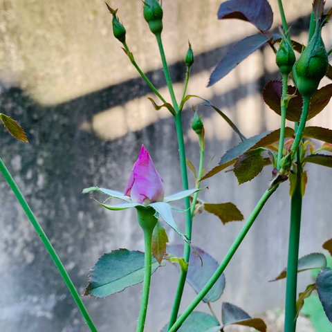 薔薇ブルーナイル。いよいよ咲きそうではある。