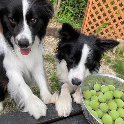 Luca and Ralph help harvest ume in Atsuko-san's garden.