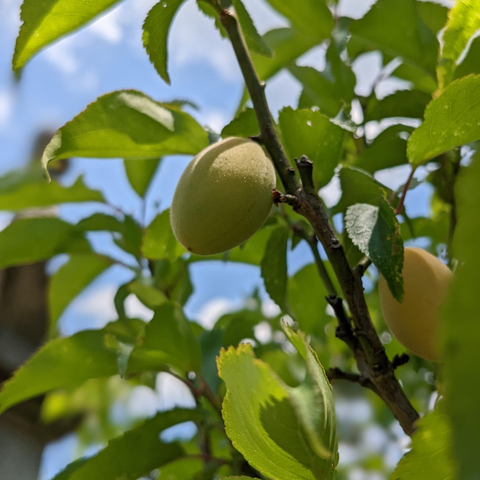 Ripening ume.