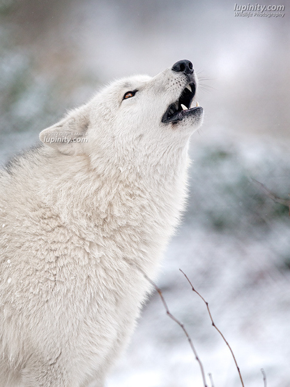 A picture of a wolf.