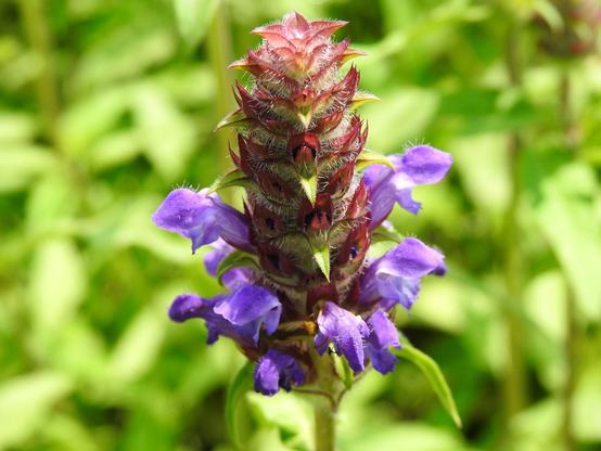 The purple flower of the 'self heal'.