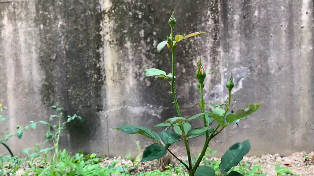 薔薇プリンセスミチコの開花