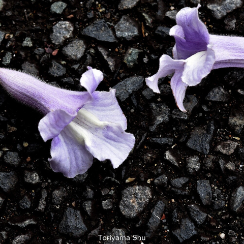 地面に落ちた桐の花。薄紫色。