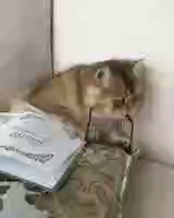 Old tabby cat pushes on some glasses and starts reading a thick book