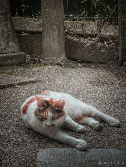 A close up photo of the cat lying on the ground 