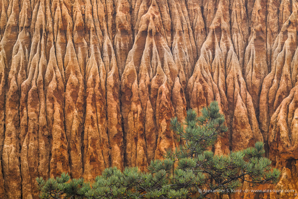 An intimate landscape photo showing a heavily eroded coastal cliff in orange-brown color. At the bottom of the frame is the flat crown of a small pine tree with a green needles.