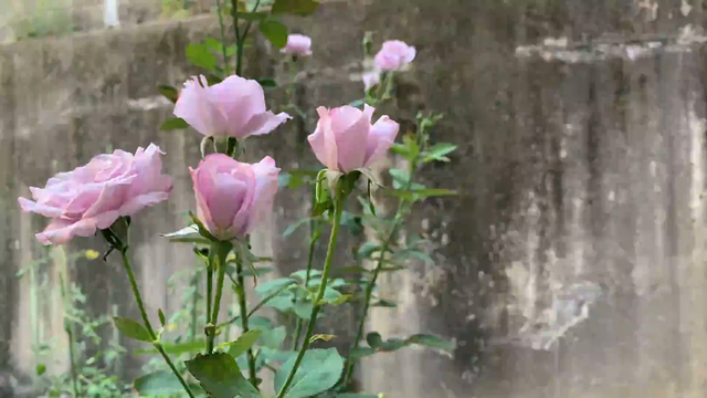 薔薇ブルーナイルの開花の様子