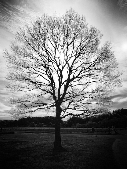 A silhouetted, leafless tree stands prominently against a bright sky, with intricate branches highlighted in a black and white setting. Soft clouds are visible behind the tree, creating a serene landscape.
