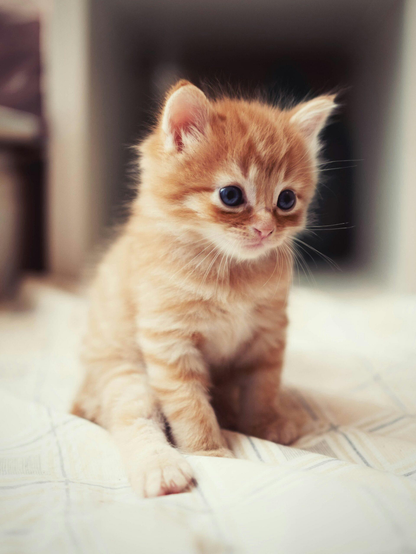 orange kitten on a bed