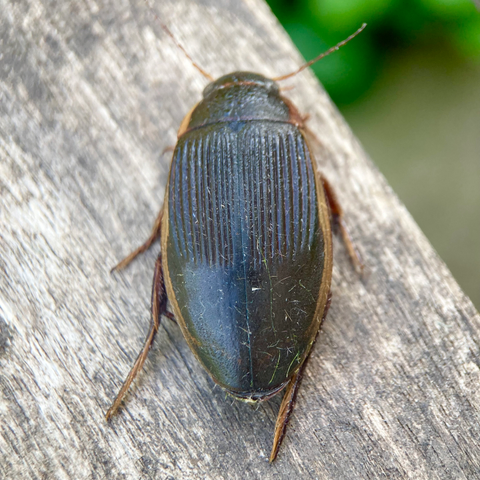 Overhead shot of 4cm beetle.  It is oval.  It has ridged wings to about halfway down. The bottom half is not ridged.  it has gold or dark yellow edging.