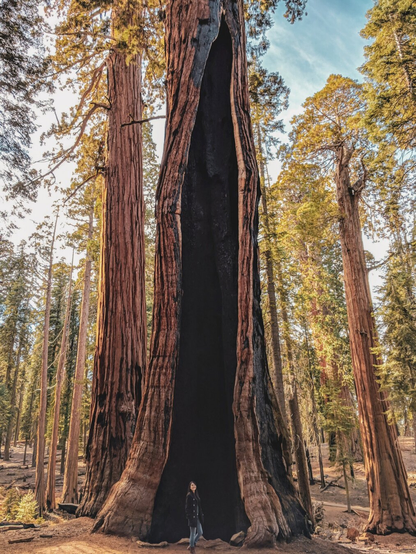 A woman in a black coat stands at the base of a massive giant sequoia tree with a hollowed-out, charred trunk. The blackened cavity towers above her, emphasizing the immense scale of the tree. Sunlight filters through a dense forest of tall, reddish-barked sequoias and evergreens, casting a warm glow over the scene. The forest floor is scattered with fallen branches and pine needles.