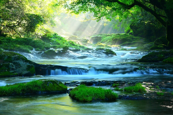 Picture of a stream flowing through a grass-covered forest with light shining down through the canopy