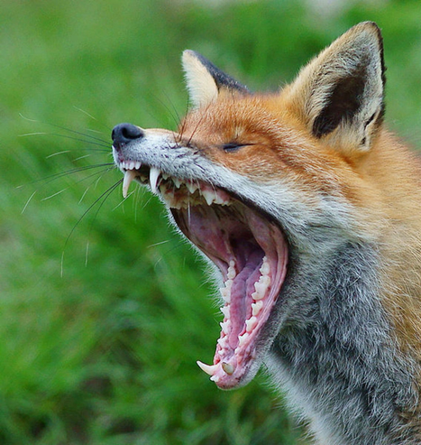 Picture of a Fox