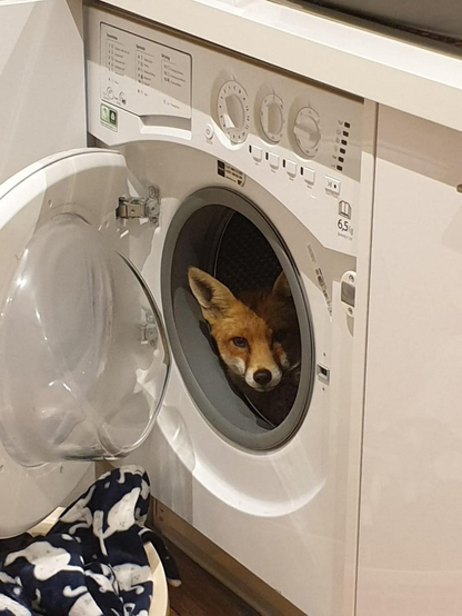 Picture of a Fox