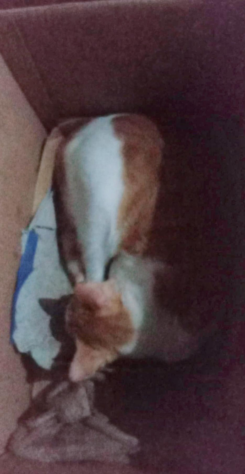 high-angle, poorly lit shot shows a light brown and white cat curled up and sleeping inside a possibly cardboard box. The cat's back is to the camera, seems like feeling pain or sick; mostly asleep with its head visible facing the bottom of the frame