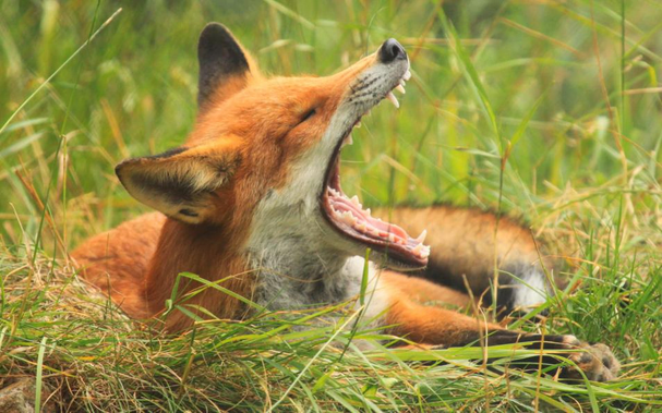 Picture of a Fox