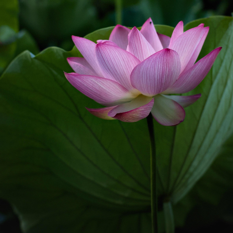 A single pink lotus blooms in front of a large green leaf. The flower is vibrant against deep shadows in the leaf. Side light catches the ribs in the surface of the leaf.