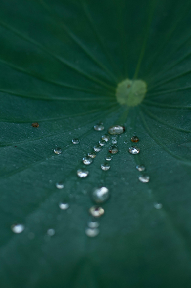 The subject is the centre of a lotus leaf. The tones are muted green. A lighter disc marks the centre of the leaf from which ribbed veins emanate to the edge of the frame like bicycle spokes. Caught in four of the lower veins are rows of dew drops. Their sparkling highlights contrast with the sombre background. Some of the dew drops are pin sharp, others blurry and only suggestive of their near neighbors.