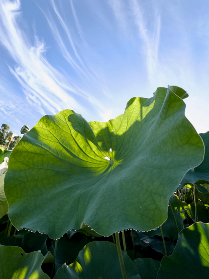 The photo is split between a large lotus leaf and blue sky with long streaks of early morning whispy cloud. Parts of the leaf are in shadow, parts backlight by sunlight. The veins of the leaf are highlighted by light and shadow. The entire circumference of the leaf is visible and on the lower reaches a row of dew drops forms a glinting necklace.
