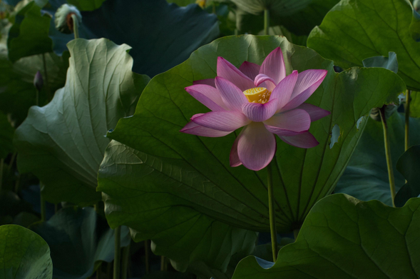 A vibrant pink lotus flower stands prominently among large green leaves. The flower's petals are delicately arranged, revealing a yellow center, set against a lush, leafy backdrop.