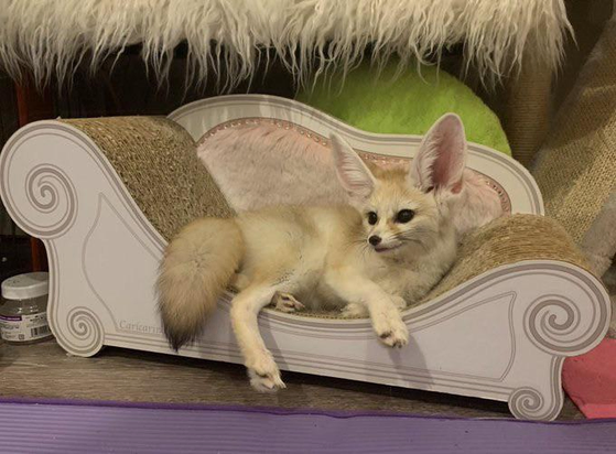 Picture of a Fox