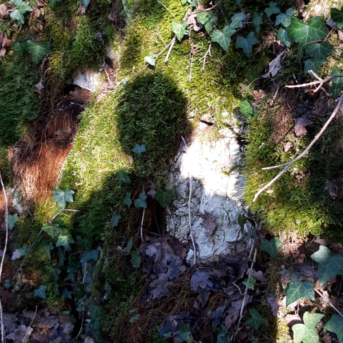 Mon ombre sur un gros tronc plein de mousse et de lierre.