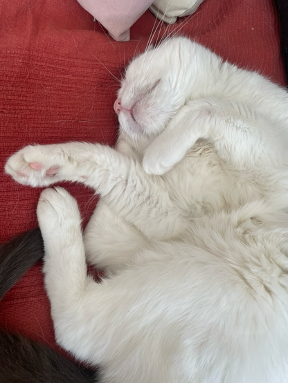 Un chat blanc avec dès taches noires et grises mignon qui dort sur le dos.