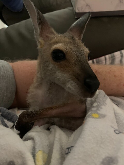 Orphaned red-necked wallaby in pouch
