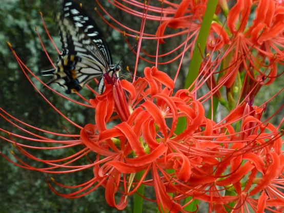 A swallowtail butterfly on a higanbana
