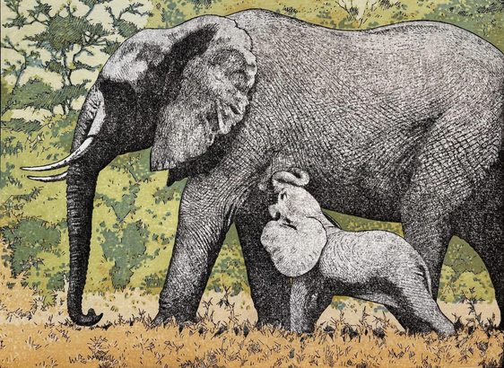Somewhere in the African savannah, a small baby elephant nuzzles up against an adult elephant, presumably a parent. The grass below their feet is yellow and dry, while the view beyond is screened by tall green trees.