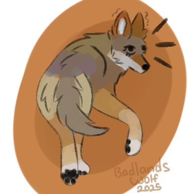 A sketch of a Red Wolf against an orange background. Her fur colors are mixtures of tan, cream, white and ginger colors. She is facing away from the viewer but has her head turned back and her ears perked. Her right front leg is raised up.