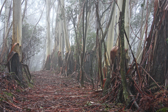 Red strips of bark strip off the trunks of spectacular Mountain Ash trees and litter the pathway beneath them