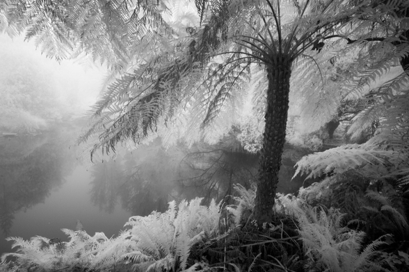 An infrared sensitive sensor renders green vegetation as an eerie glowing white tone in this black& white image of ferns and water reflections in the mist