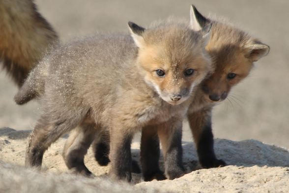 Picture of a Fox