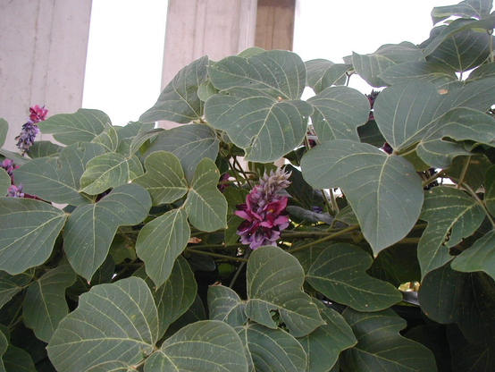 Flowering arrowroot.