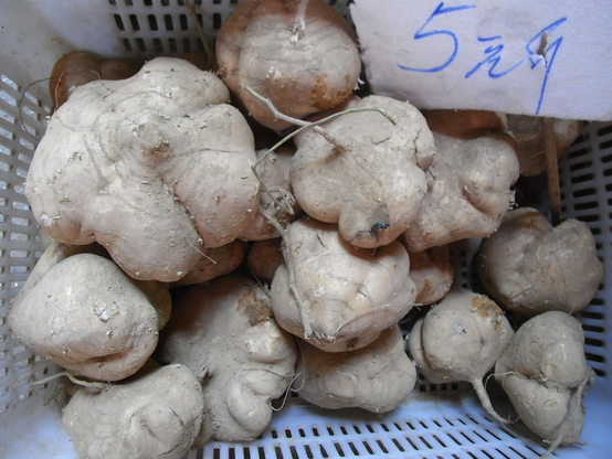 Kudzu root.