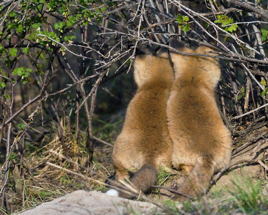 Picture of a Fox