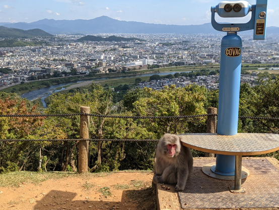 A monkey rests by one of the binoculars atop Mt Iwata, Arashiyama Monkey Park.